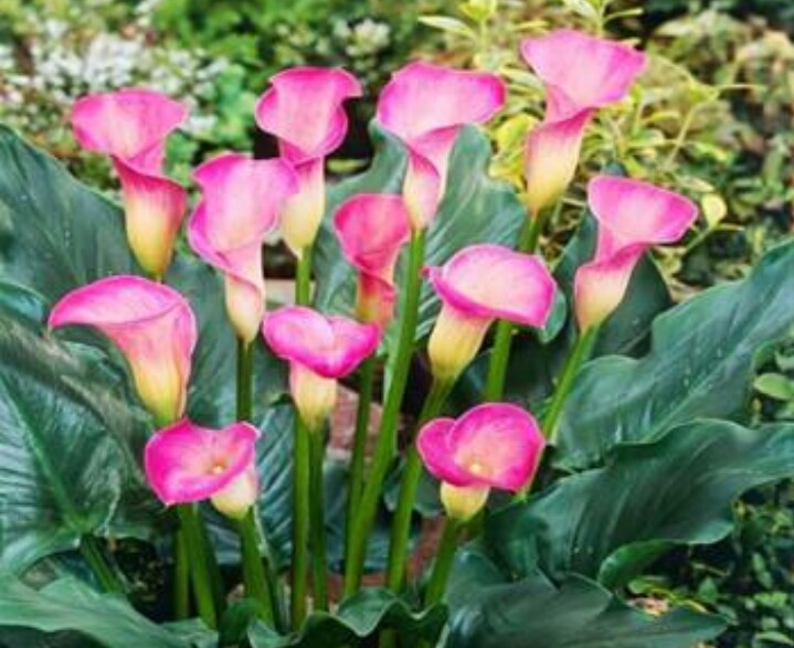 彩色马蹄莲怎么养爱开花图片,彩色马蹄莲夏季的养殖方法