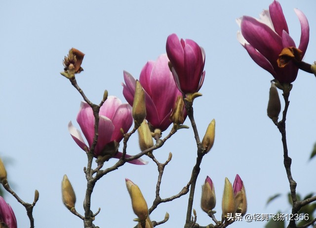 辛夷中药,学中药