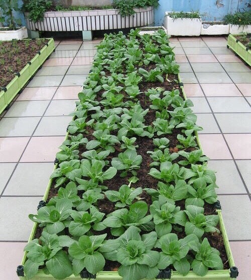 阳台种菜怎么种才能高产视频,阳台种菜方法如何把菜种好