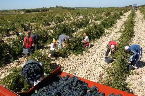 朱卫东葡萄酒教学视频,朱卫东葡萄酒的仪式感