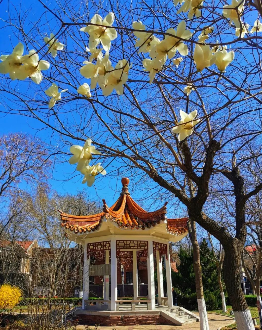 一个不出郑州的踏青好去处,天津春游公园推荐