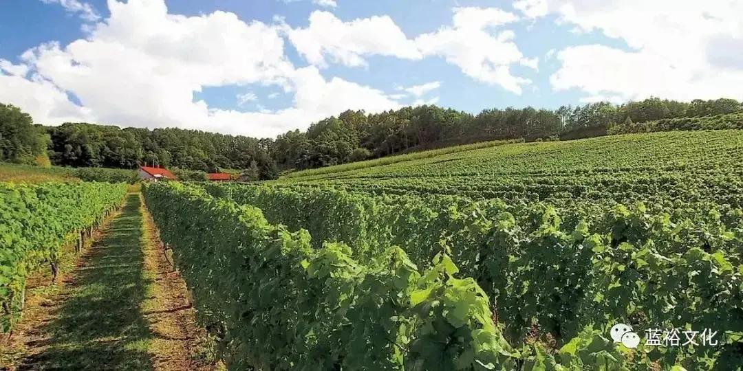 北海道葡萄酒兑什么好喝,北海道葡萄酒