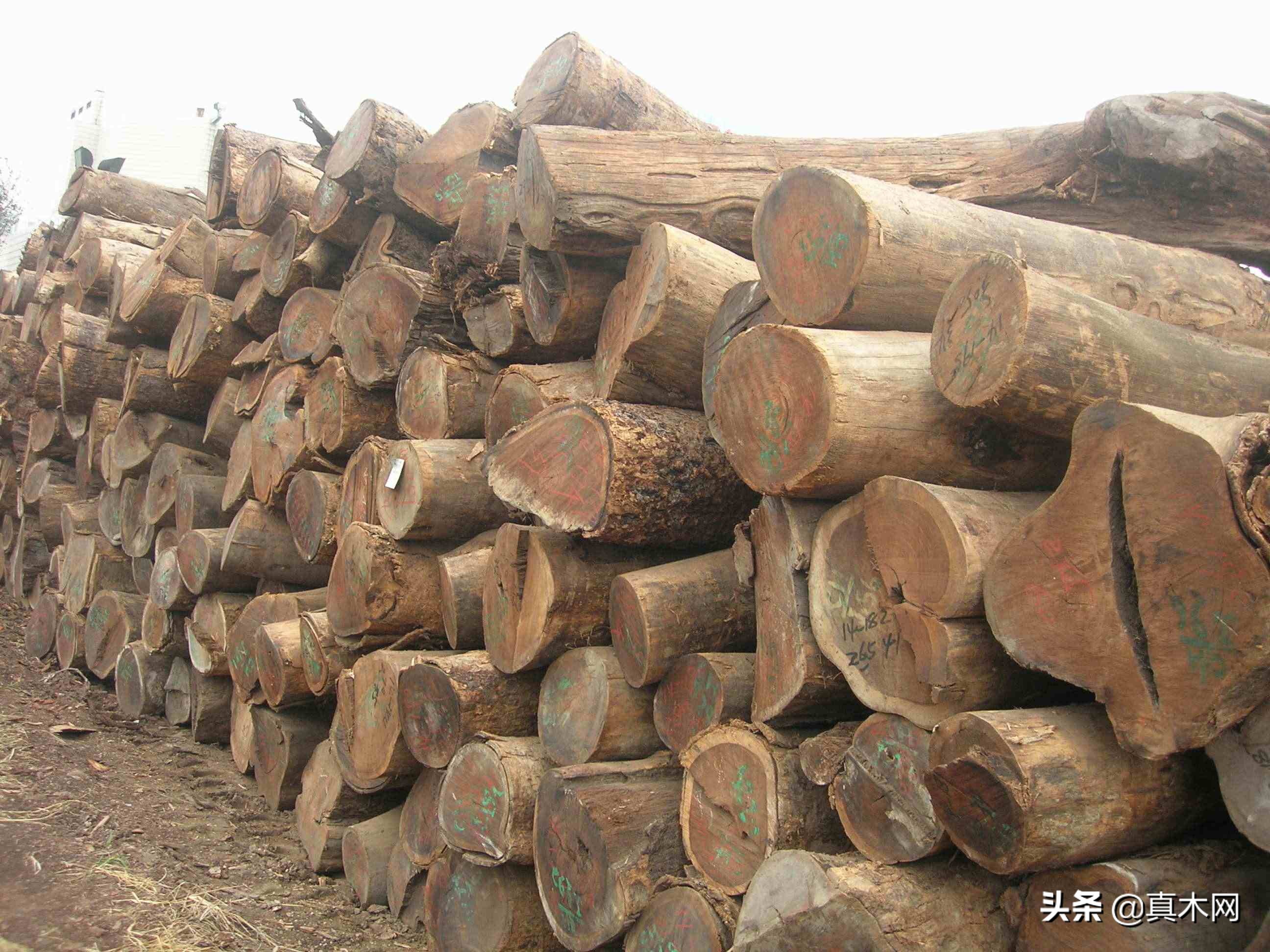 鸡翅木价值怎样鉴别,鸡翅木属于名贵木材吗