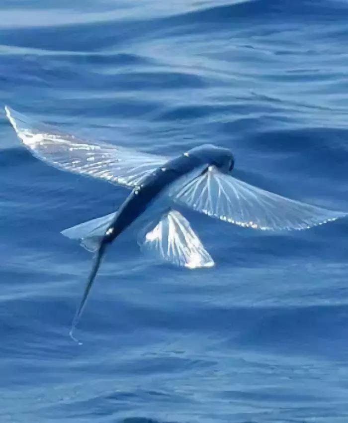 世界上最惊艳的海底照,100张绝美的海底照片