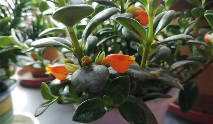 盆栽花发蔫什么原因,买回来的花很快就蔫的原因