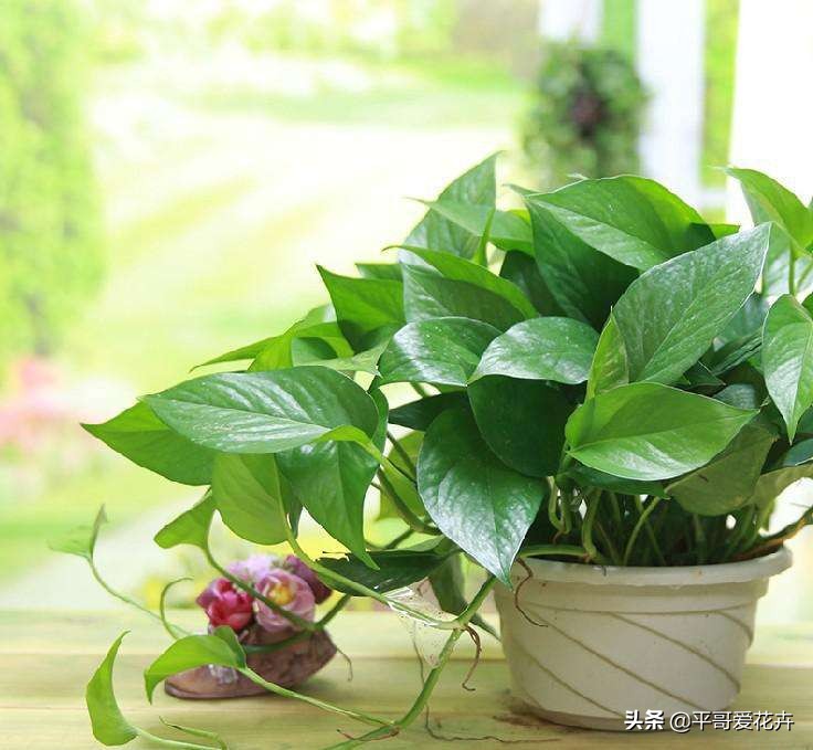 绿萝黄叶别发愁2个妙招帮解决,绿萝黄叶怎么处理有什么好办法