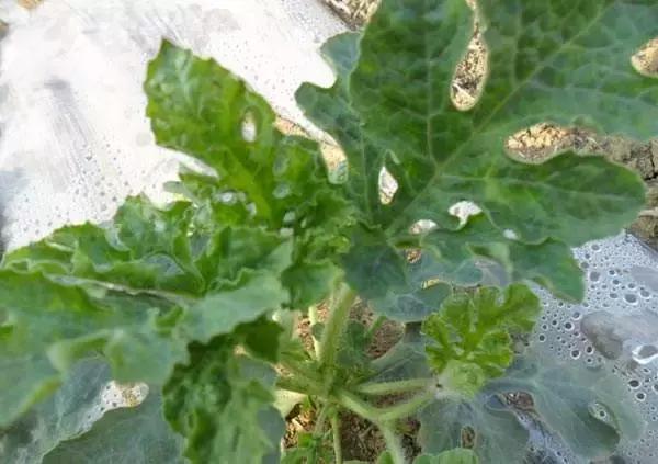 植物癌症病毒怎么防治,植物病毒病最佳治愈方法