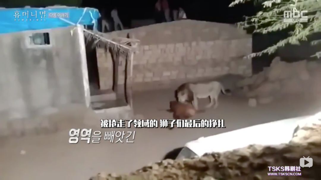 韩国寄生虫最新消息,寄生虫韩国结局