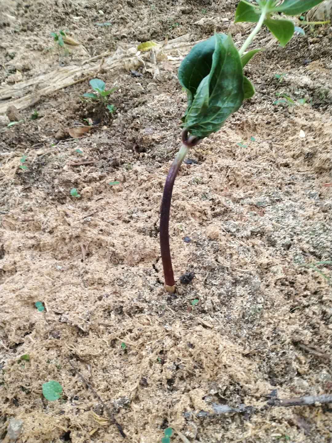 重楼杆腐烂是什么意思,重楼腐烂用什么药物防治