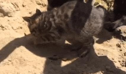 猫猫挠猫砂,猫便便之后挠猫砂盆