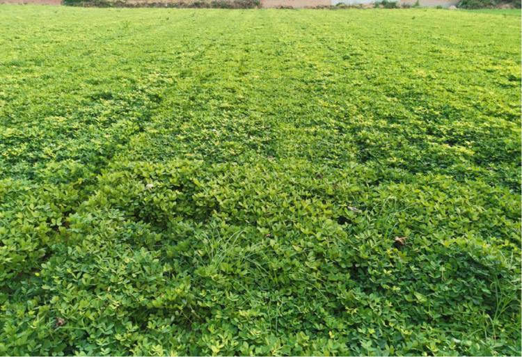 河南暴雨后花生田,河南暴雨造成田地被淹的图片