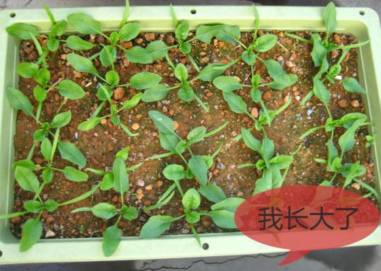 北方冬季小拱棚种菠菜可以吗,家庭阳台菠菜种植方法全过程
