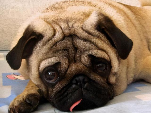 人类*亲近**不能繁殖，为什么却让狗“回交”？甚至品种越纯越好？