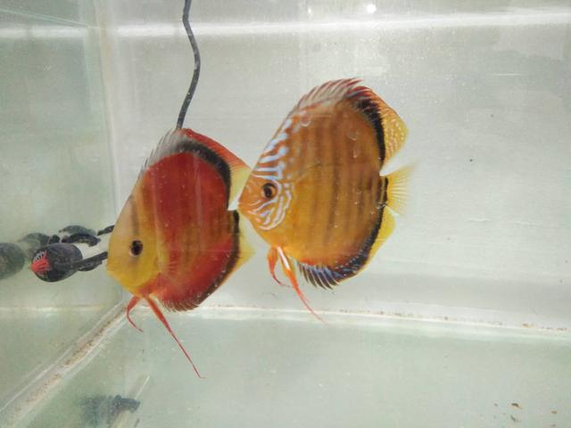 鱼缸黄水用什么过滤,鱼缸饲料黄水的处理方法