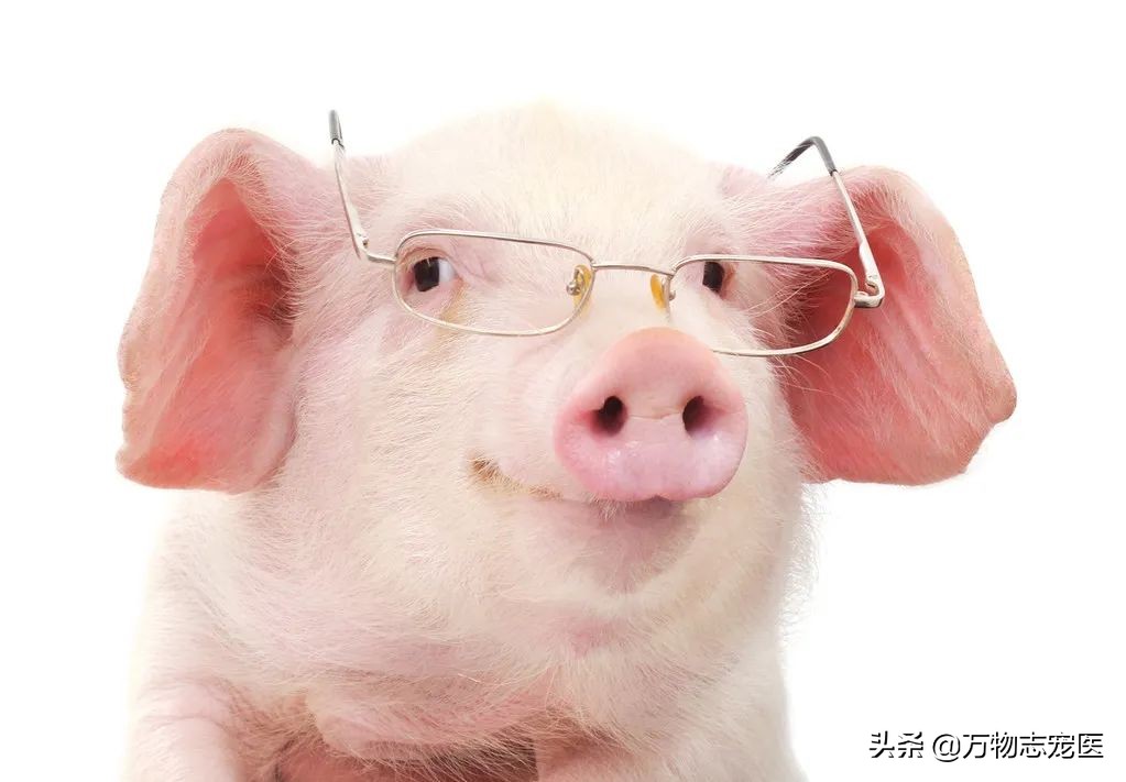 养猫养狗的乐趣,养猪养狗养猫养兔