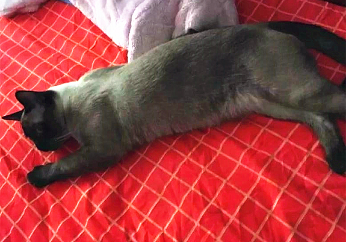 猫咪缺钙瘸脚是什么样的,猫咪跛脚是狂犬病吗