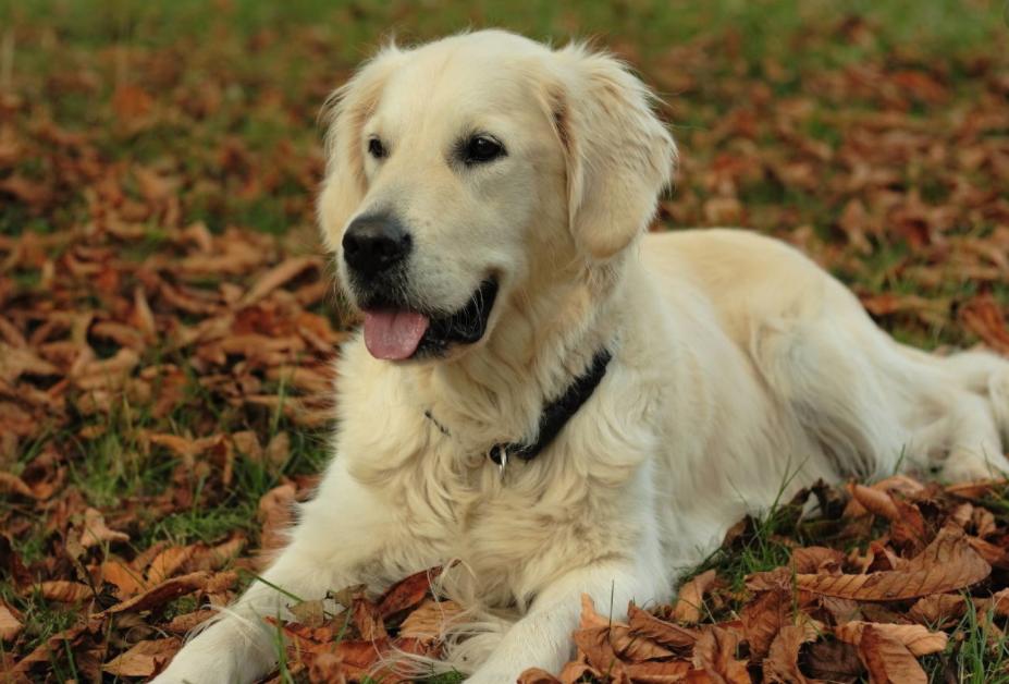 世界上最贵的狗狗排名,世界上最受欢迎的狗狗是什么狗