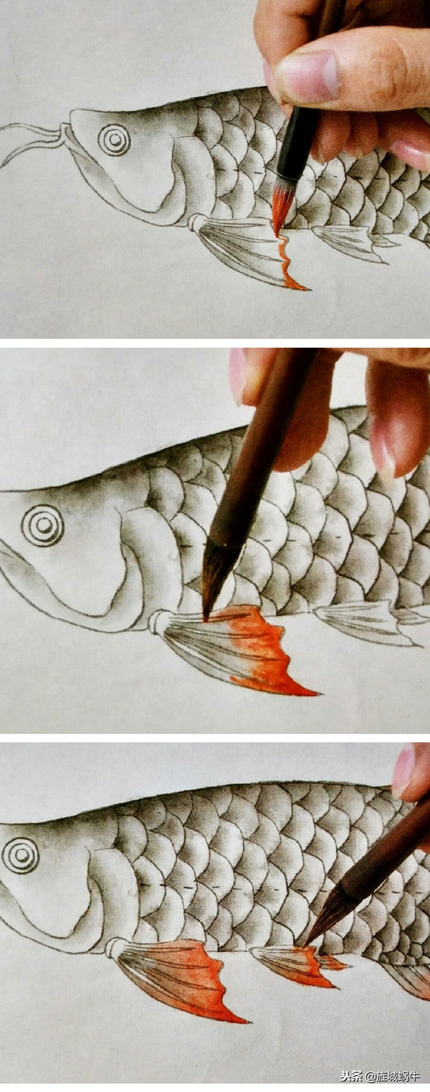 怎么样画出特别大的金龙鱼,金龙鱼的淡色工笔画法