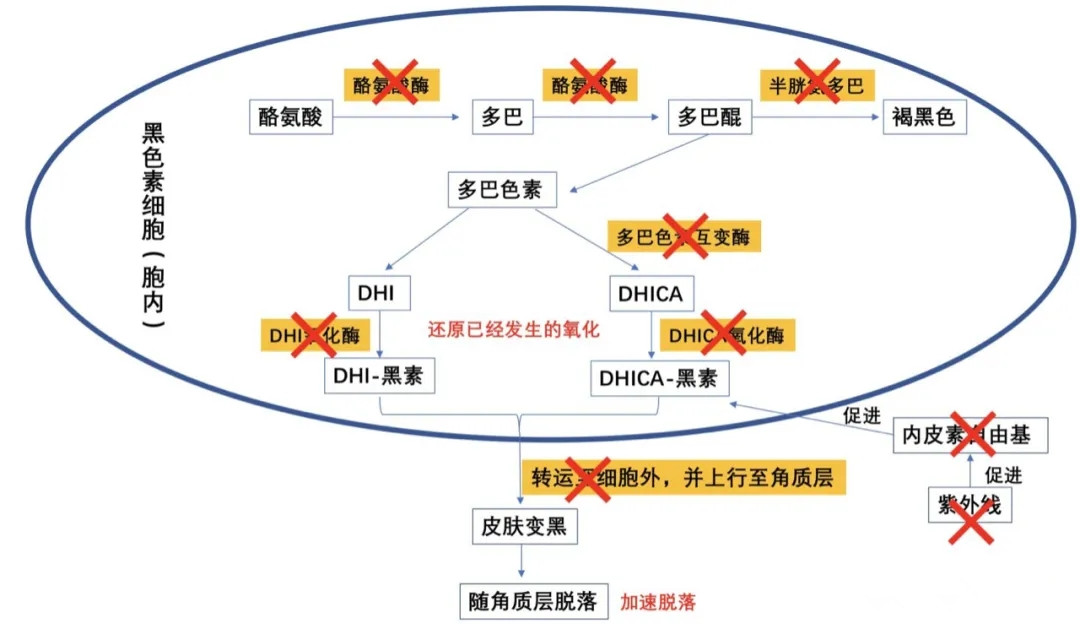 夏天平价清爽不油腻的美白精华,适合白天用的抗氧化美白精华