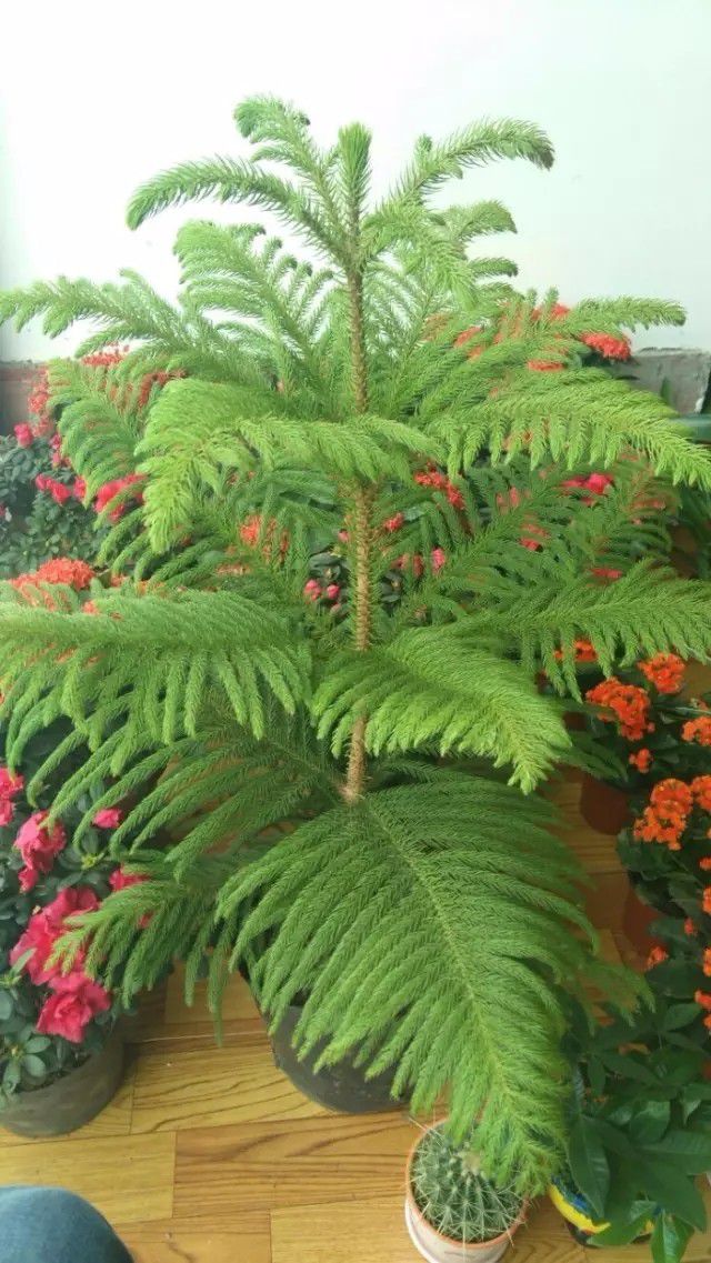 办公室最好养的大型盆栽,适合放在办公室的大盆栽植物