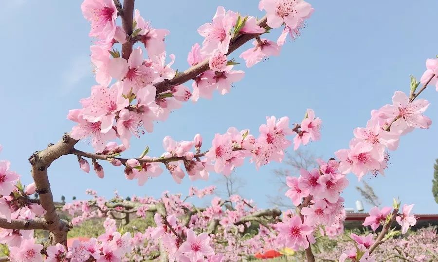 龙泉4大冷门赏桃线路出炉，向东60里遇见一座城市桃花源！