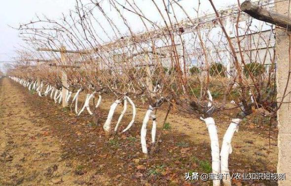 冷棚葡萄抗霜冻吗怎样避免霜冻,冬天大棚葡萄怎样防霜冻