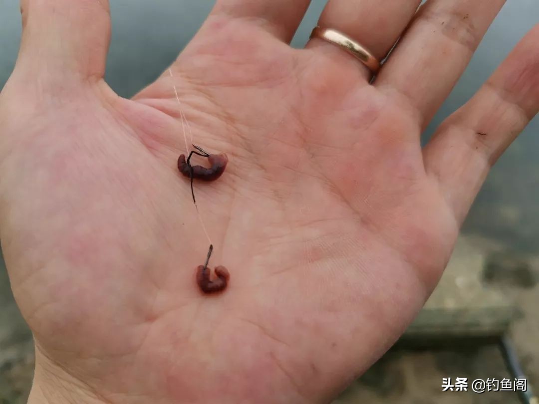 闹窝了正确钓法,怎样诱钓麦穗鱼