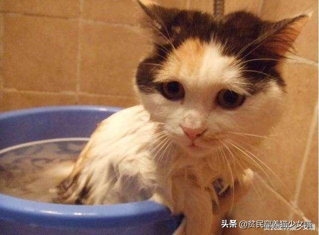 玩水的小猫咪,戏水小猫咪