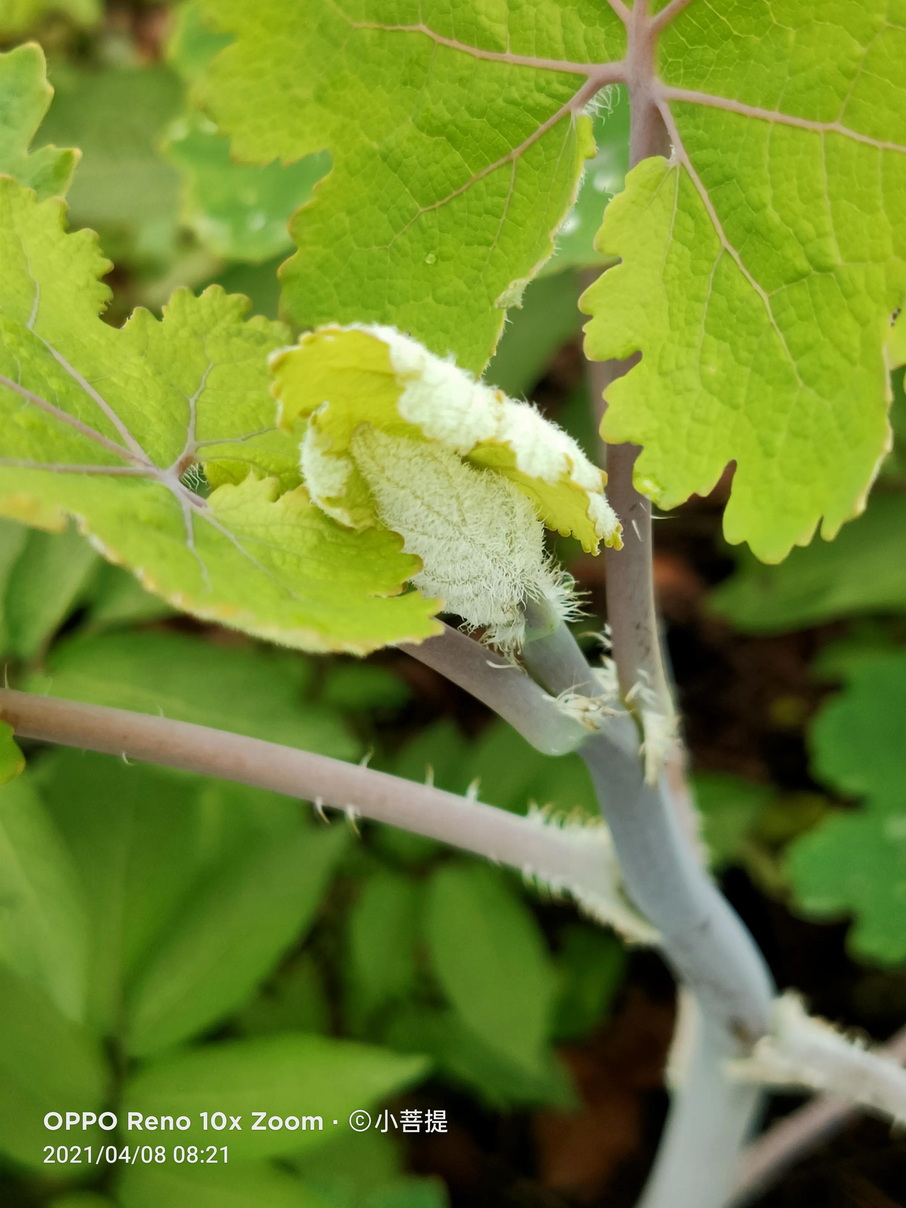 这种在草本里显得特别高大美丽的植物是罂栗的亲戚