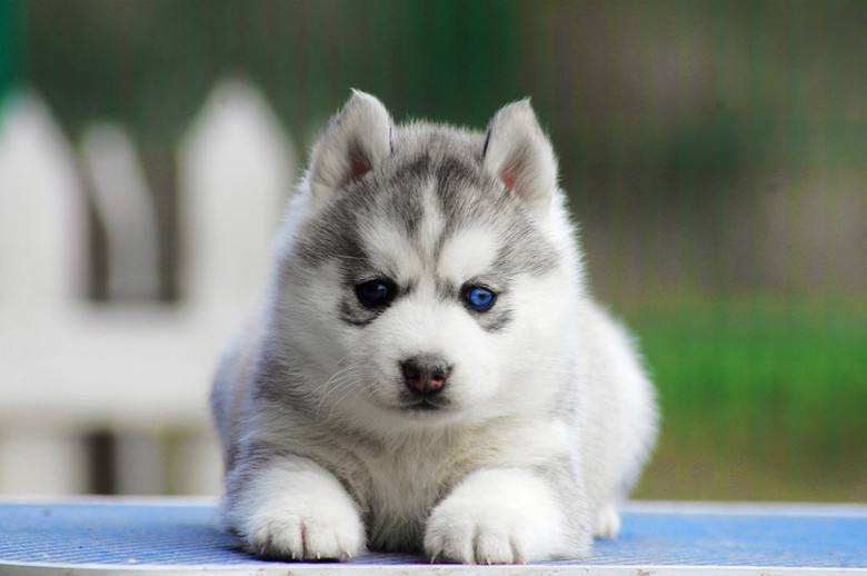 大宠爱哈士奇新手宠主必看攻略,怎么养哈士奇新手入门