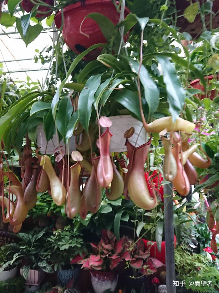 真实的苏州城市,真实的苏州相亲市场