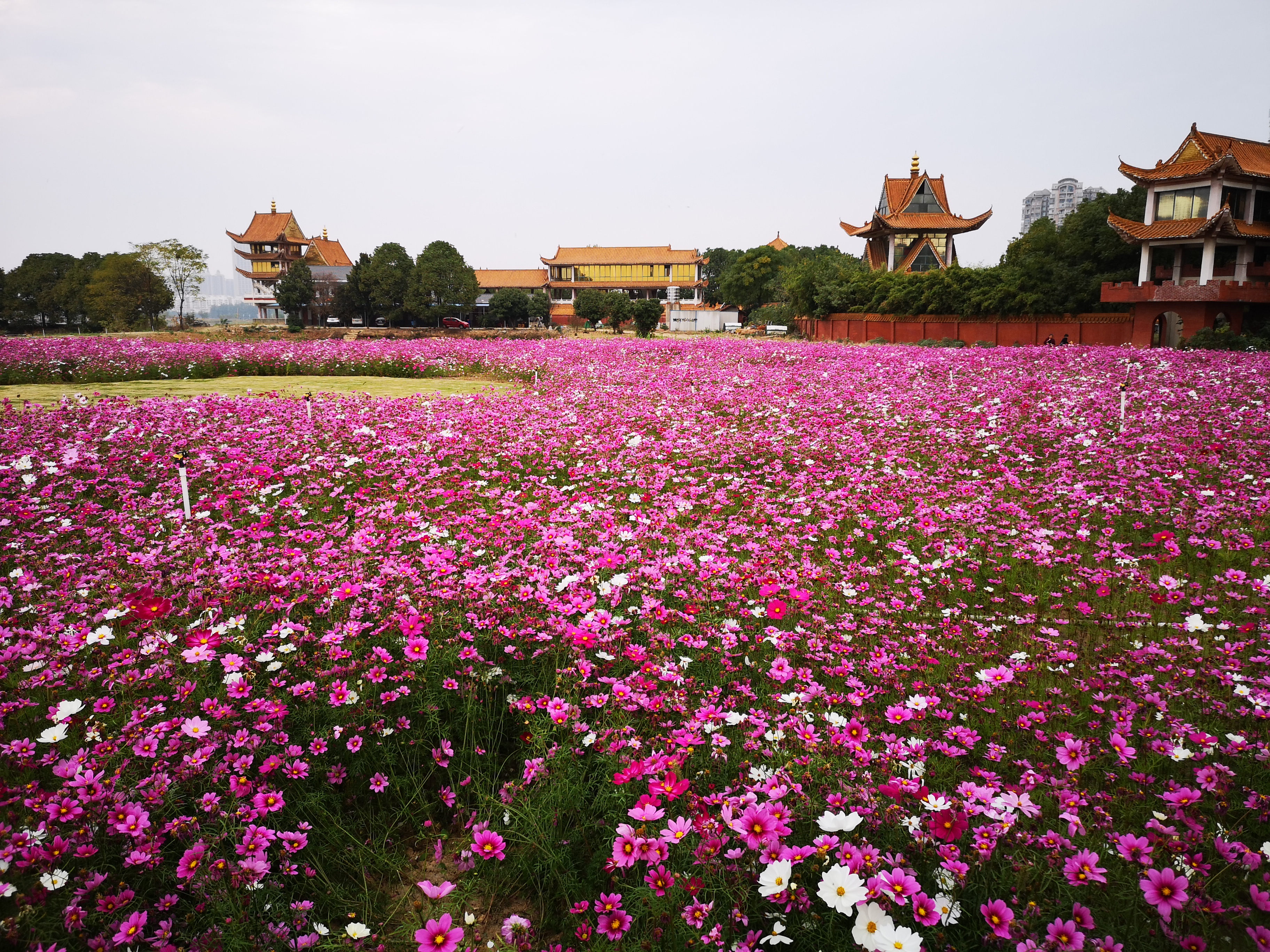 沉睡的历史与惊艳的现实——走读东西湖