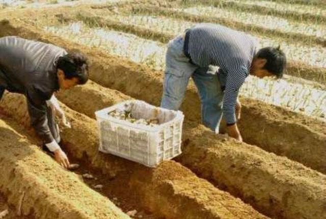 生姜的高产种植全过程,北方冬天生姜盆栽种植方法