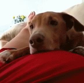 狗狗能感觉到孕妇怀孕了吗,狗狗能感受主人怀孕吗