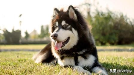 12星座适合养什么狗,12星座的女生适合养什么狗