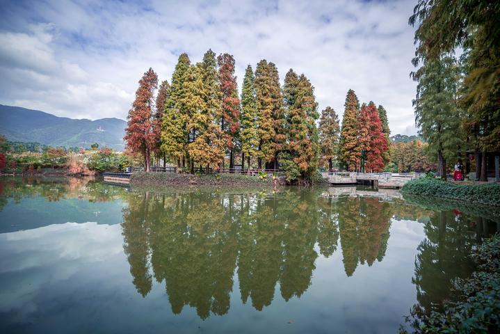 星湖冬日燃情，比落羽杉还要红的是什么？#我和湿地有个约会#