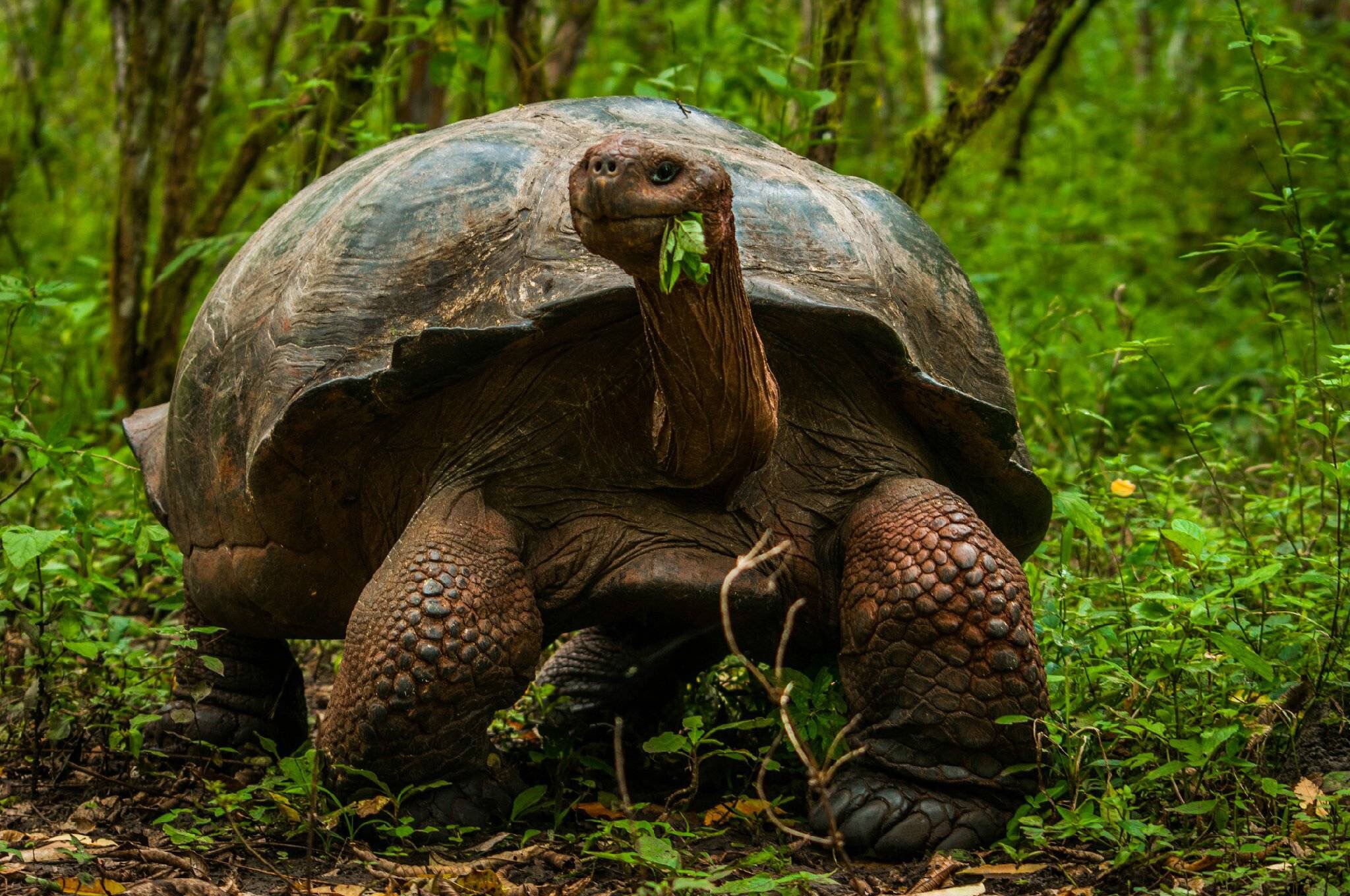 好罕见！野生乌龟捕食雏鸟，一口咬死为什么草食动物开始吃肉了？