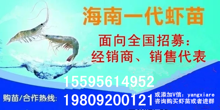 他把空心菜种到池塘里，鱼虾产量高得惊人！