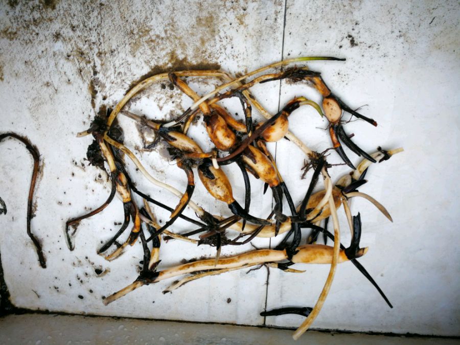 碗莲怎么养才能旺盛开花,碗莲怎么养才能养得好