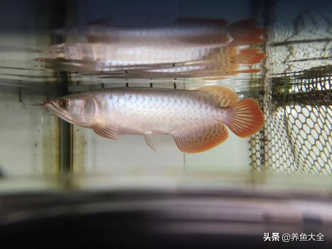 养红龙苗,养红龙如何搭配其他鱼