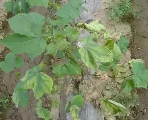 番茄青枯病萎蔫,青枯病和立枯病萎蔫的症状