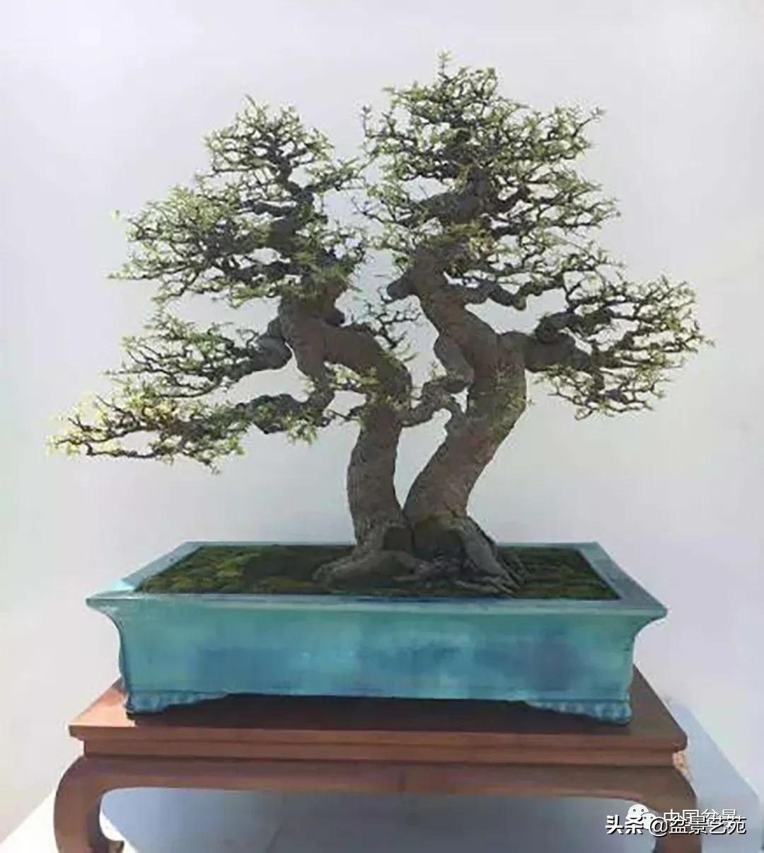 老树桩的造形特征有哪些,论述树桩盆景主要流派的艺术特点