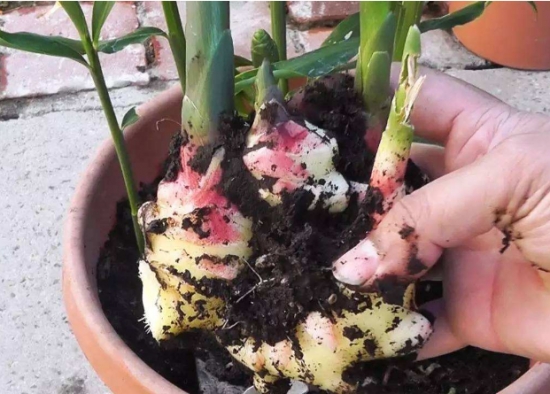 生姜种法十月可以种,庭院生姜种植方法和最佳时间
