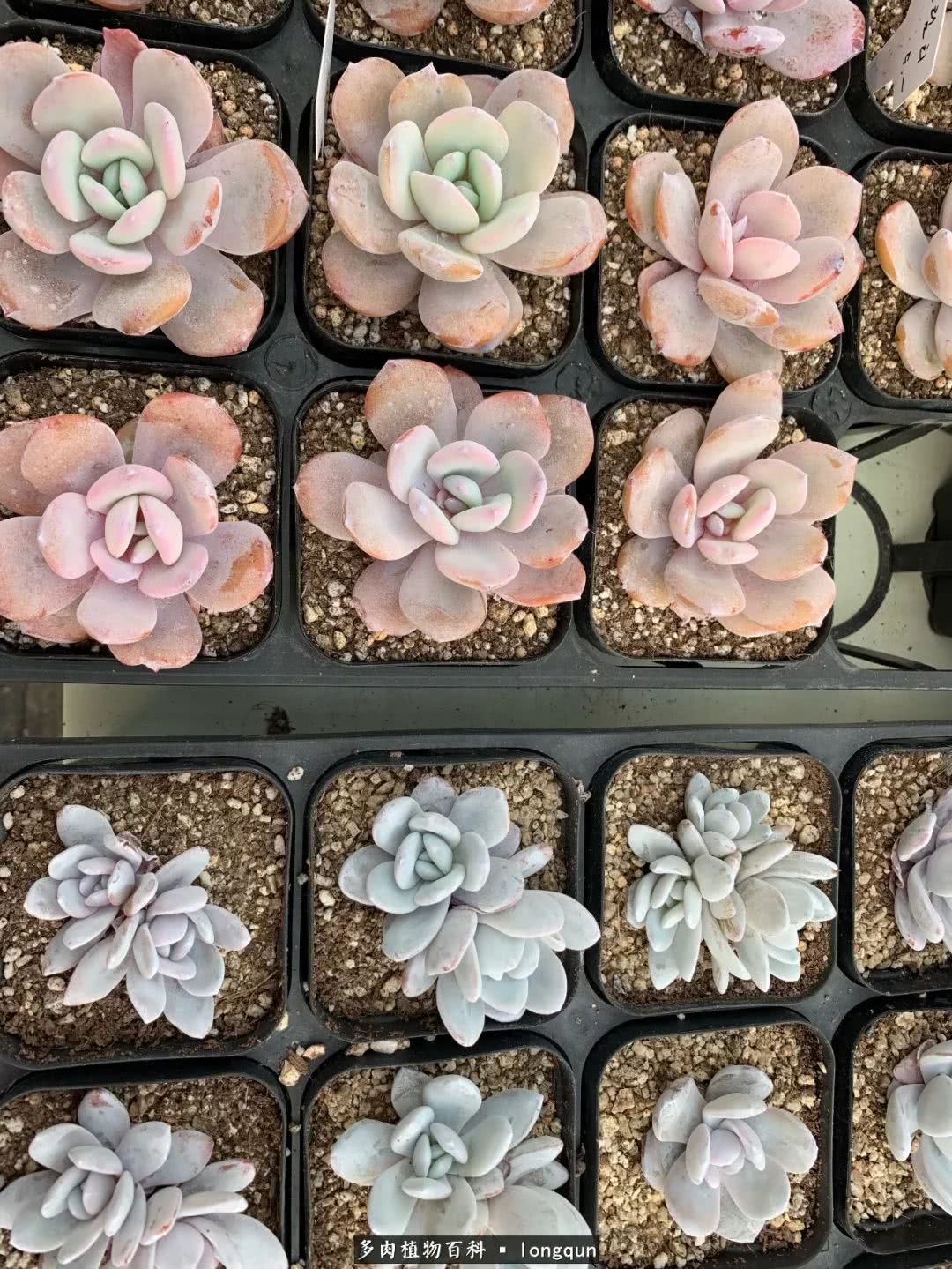 肉叔带你走遍韩国多肉大棚,记一次精彩的采摘之旅