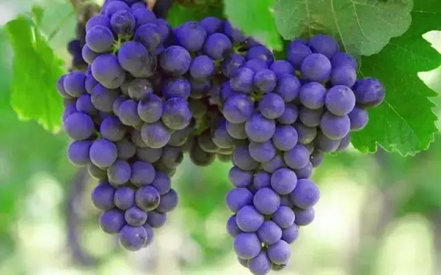 葡萄的表面白霜很多表明很新鲜吗,葡萄上的那层白霜是可以吃的吗