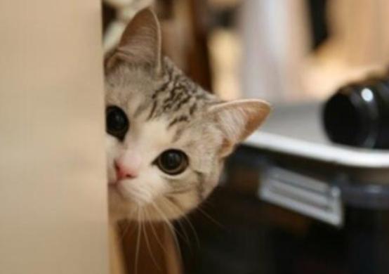 猫咪的十大坏习惯,猫咪十大常见病和预防方法