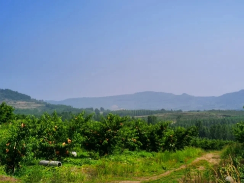 沂水黄金桃哪里最多,山东省沂水县黄桃