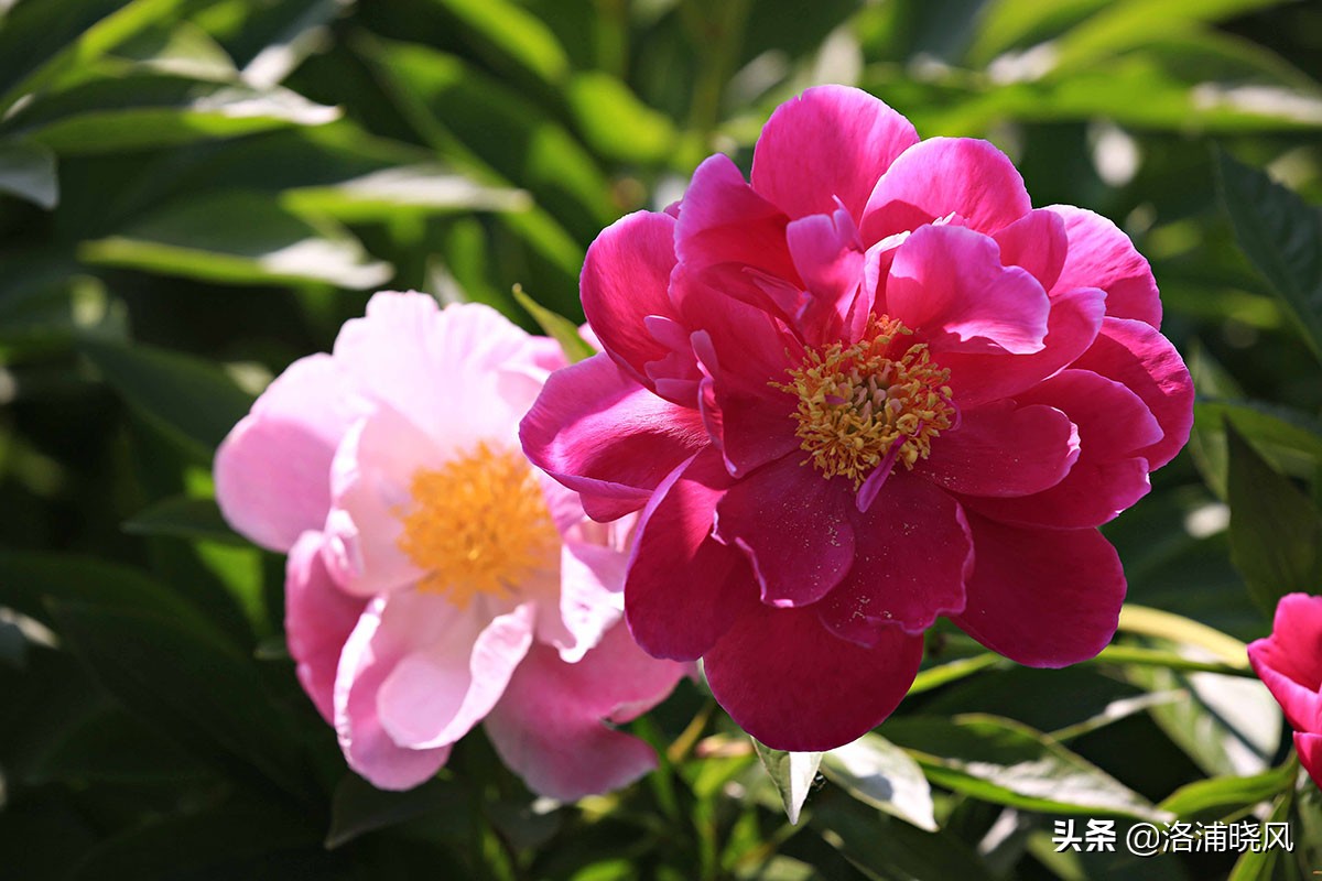 大院绿化的回忆——顺便看看院里的芍药定个究竟有多少种？