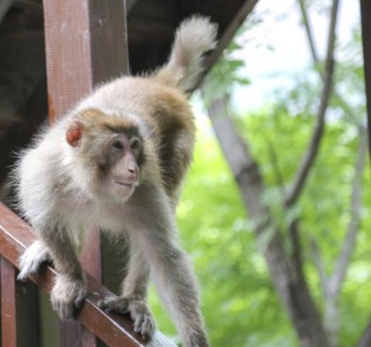 戮仙张小凡大结局视频,戮仙最后碧瑶诅咒张小凡是真的吗