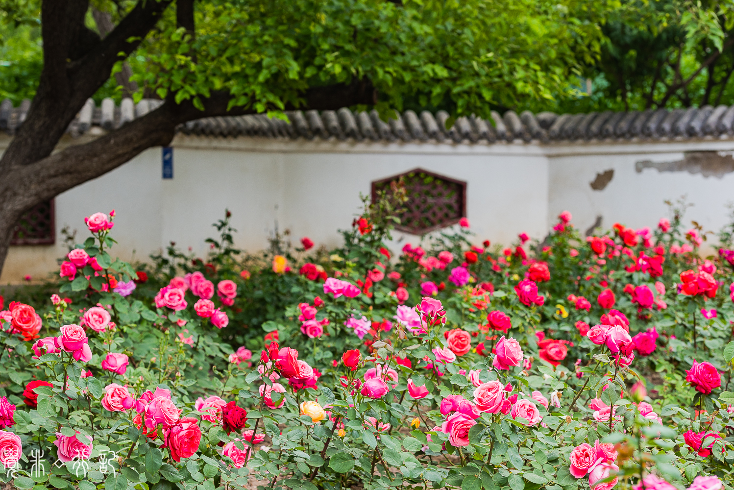 月季花中国特有品种,从中国运到欧洲的四种月季